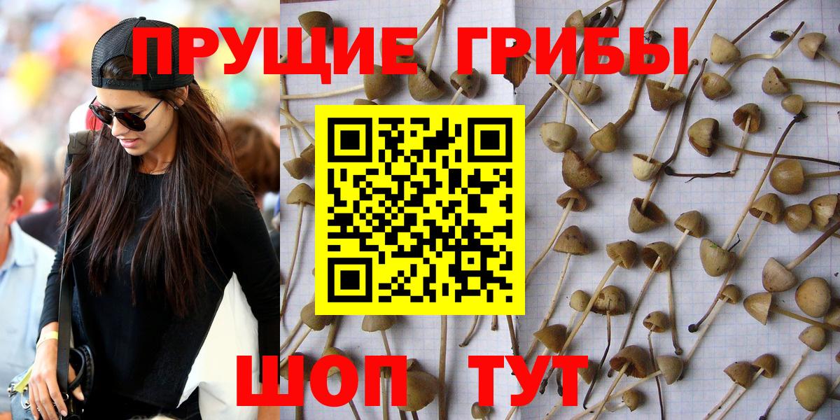 Галлюциногенные грибы Psilocybe Лосино-Петровский
